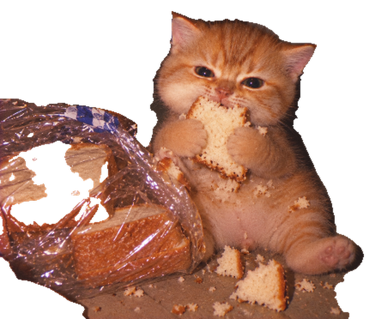 Bread Thief holding a slice in both paws beside the breached bread bag