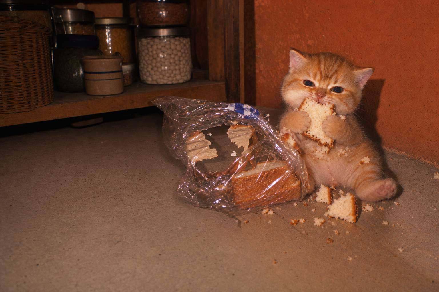 Bread Thief, an orange kitten, sitting in a pantry corner eating a slice beside a torn bread bag and a scatter of crumbs